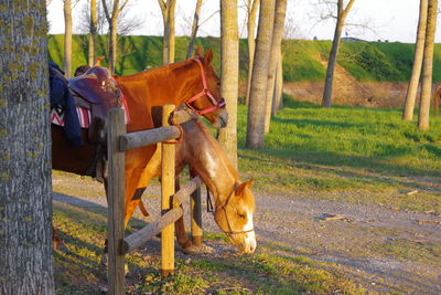 Horse in the field