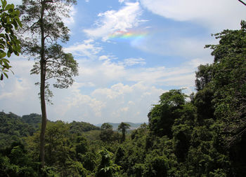 Trees in forest against sky