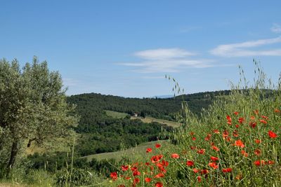 Scenic view of flowering plants on field against sky