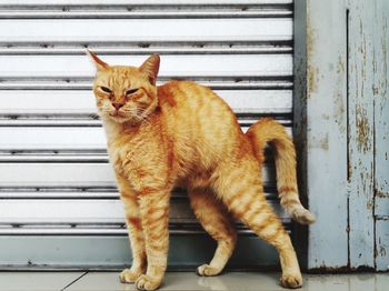 Portrait of ginger cat looking through window