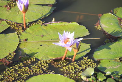 Close-up of lotus water lily