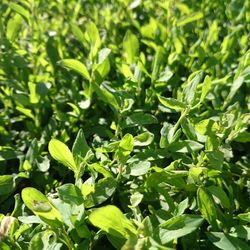 Full frame shot of green leaves