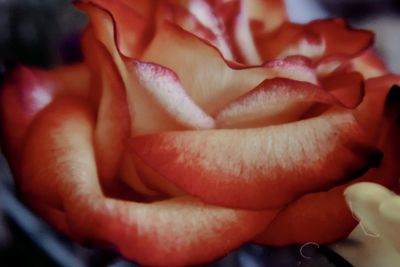 Close-up of red rose