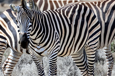 Zebra standing in zoo