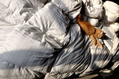 High angle view of cat relaxing on bed at home