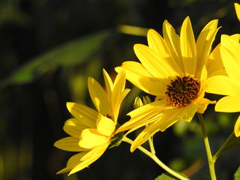 Close-up of yellow flower