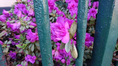 Close-up of purple flower