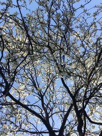 Low angle view of trees against sky