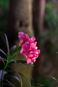 Close-up of pink flowering plant