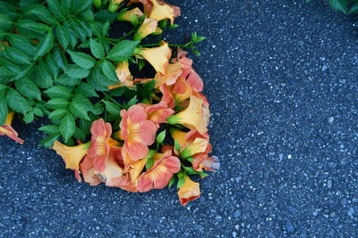 High angle view of rose plant