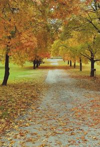 Trees and leaves in park during autumn