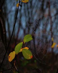 Close-up of spider on web