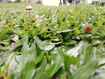 Close-up of fresh plants in water