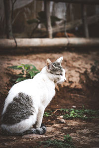 Portrait of a cat