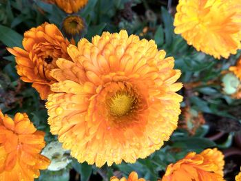 Close-up of orange flower blooming outdoors