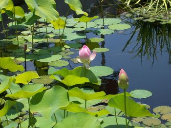 Close-up of lotus water lily