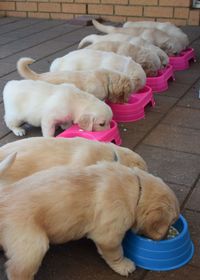 Close-up of dog sleeping outdoors