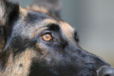 Close-up of dog looking away