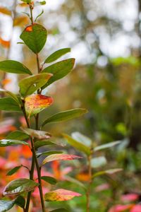 Close-up of plant against blurred background