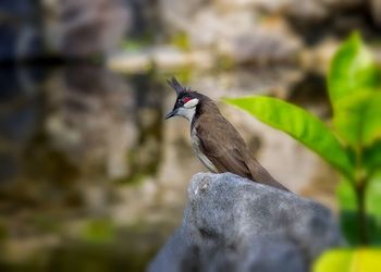 Close-up of bird perching outdoors