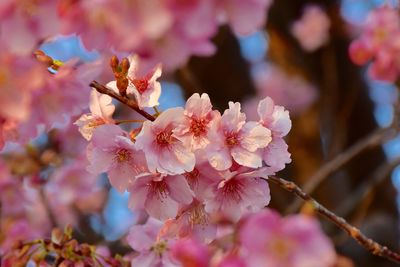 Close-up of pink cherry blossoms in spring