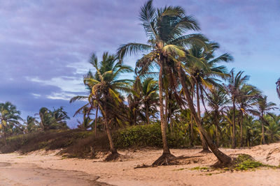 Palm trees on landscape against sky