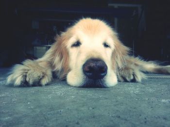 Close-up of dog resting