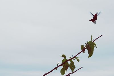 Low angle view of plant against clear sky