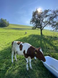 Cows in a field