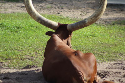 Close-up of a horse on field