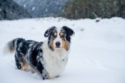 Portrait of dog on snow covered landscape during winter