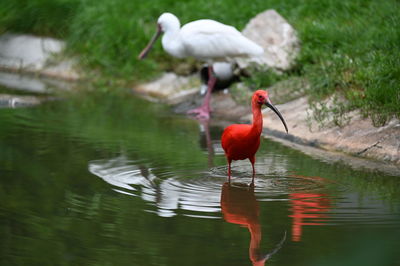 Birds on a lake