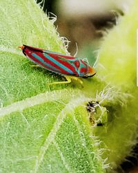 Close-up of insect on leaf