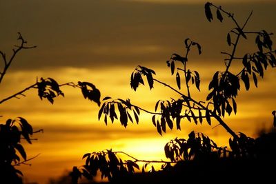 Low angle view of silhouette plants against sky at sunset