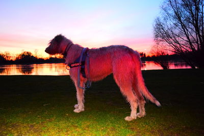 Horse on landscape against sky during sunset