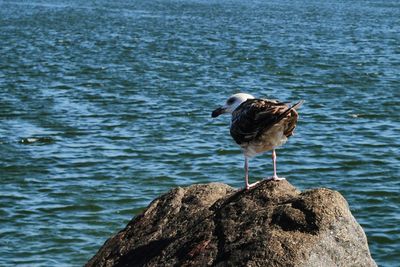 Bird perching on rock