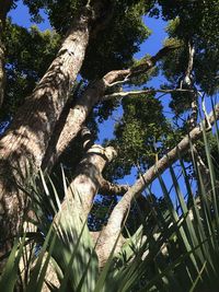 Low angle view of trees growing on field against blue sky