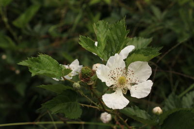 Close-up of flower