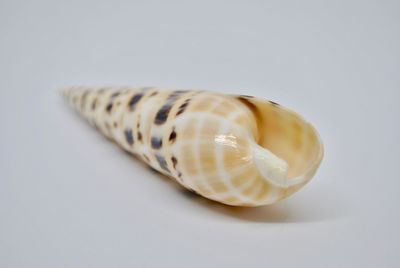 Close-up of seashell on white background