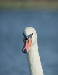 Close-up of swan on lake