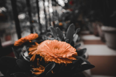 Close-up of orange flower