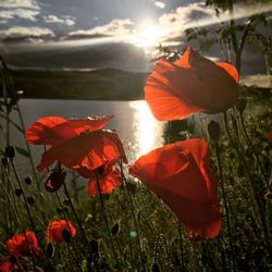 Close-up of red poppy flowers on field