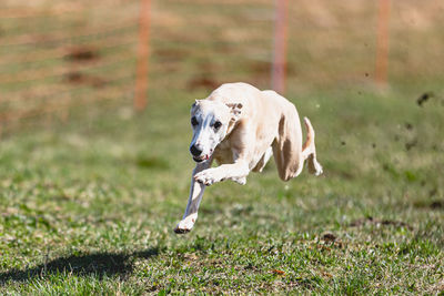 Dog running straight on camera and chasing coursing lure on green field