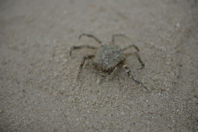 Close-up of spider on surface