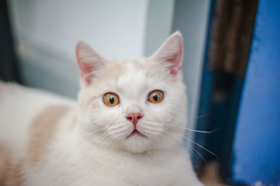 Close-up portrait of cat