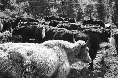 View of sheep on field