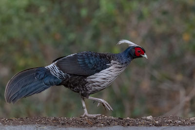 Close-up of a bird perching on a field