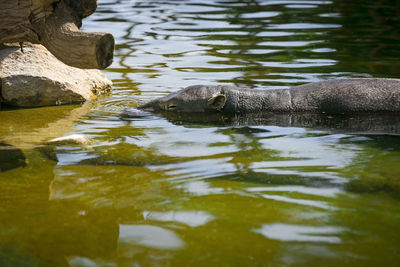 View of duck swimming in lake