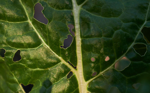 Full frame shot of leaves