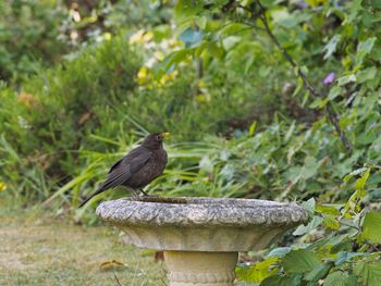 Close-up of bird perching on a plant